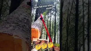 skill when tree stuck how fall!#fall #tree #trees #stihl #arborist #treeexperts #treecontractor