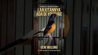 Tanda ke 2 Murai ini Sangat Penting #shorts #geniwulung #muraibatu #bunyimurai #kicaumania #shorts