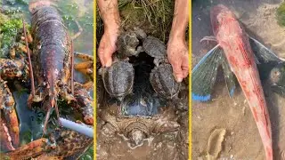 Đánh Bắt Hải Sản 🦑🦀 ( Bắt Cá , Bạch Tuộc , Cá Mập ) - Tik Tok ( P2 )