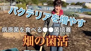 【落ち葉堆肥】放線菌こそ畑の最強微生物だ