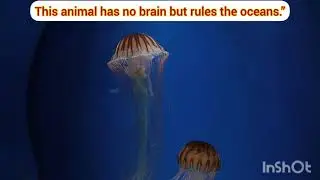 JELLYFISH &ndash; TAXONOMIC PROFILE.   &ldquo;An animal with no brain&hellip; no heart&hellip; yet older than dinosaurs