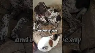 what do we say German Shorthaired Pointer GSP... 🤔🙃🐶 #shorts #ytshorts #viral #trending