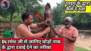Know from Dr.Ramesh ji how to give medicine to horses through nose