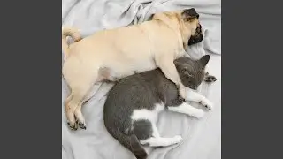 Furry Paws in Lofi Echoes