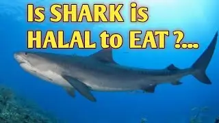 SHARK is HALAL to EAT? -by SHIEK ABDULRASID ANGELES