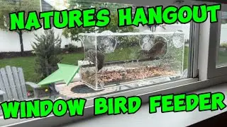 Bird Watching Made Easy: Window Bird Feeder Review! 🐦🪟 | Clear View for Up-Close Bird Watching 👀