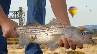 Bank fishing for Fall Stripers in wine country (Napa, CA)