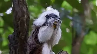 Wild Amazon in 4K- Amazing Animals & Landscapes _ Nature Sounds _ Relaxing M_Full-HD