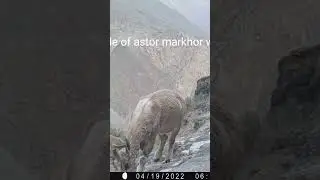 astor markhor mother and kid