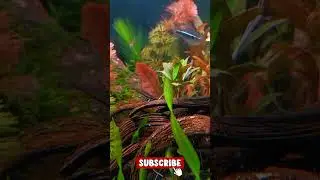 🐠 Relaxing Aquarium Short | Sleep Background Video
