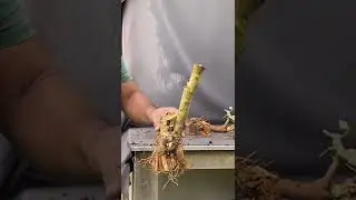 Pre-Bonsai Material