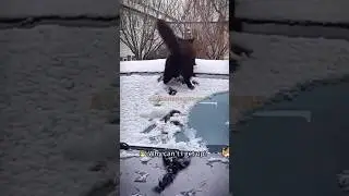 FUNNY CUTE CAT COMPILATION 6 | CATS VS SNOW