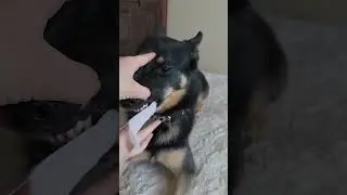 Why Struggle With A Toothbrush??? Pawsono Dental Finger Wipes Make Clean Your Dog's Teeth Easy!