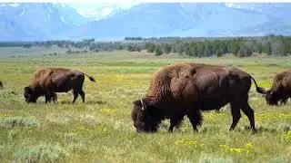 The Return of the American Bison 🦬 | #Wildlife #Documentary #Nature