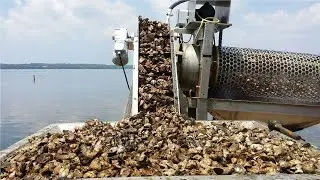 Octopus and Oyster Processing In Factory - Seafood Factory Amazing Processing