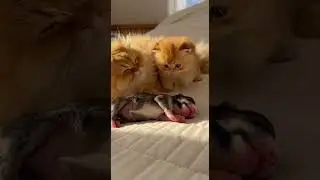 Kitten Comforts a Sleepless Puppy With a Gentle Purr #cute #puppies #kittens
