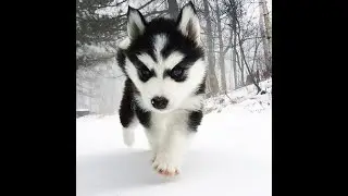 1 Hour Animals at there Best Moment