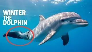 Winter the Dolphin | The Incredible True Story of Survival and Hope 