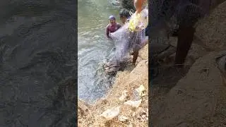 വല പൊട്ടരുത് മീൻ ലോഡാണ്   #fishing #fisherman #seafishing #fish #shorts #casting