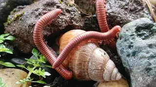 Animal Swarm , A Rare Look at a Millipede Colony #AnimalSwarm #Exoticpet