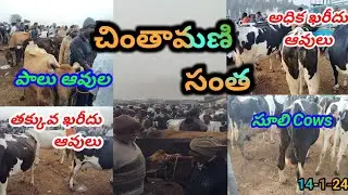 Chintamani Low & High Cost Cows | చింతామణి తక్కువ & అధిక ఖరీదు ఆవుల సంత | Mohan Crazy Vlogs