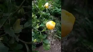 Интересные красивые бутоны желтых роз Interessanti bellissimi boccioli di rose gialle 有趣的黄玫瑰美丽花蕾 노란