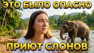 ИЗ НЕГОМБО В ПИННАВЕЛУ СВОИМ ХОДОМ // ШРИ-ЛАНКА