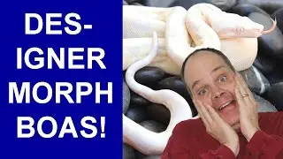 Check out these 3 Gene Designer Morph Boa Constrictors!