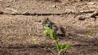 Sapling: The Urban Oasis|Motivational story