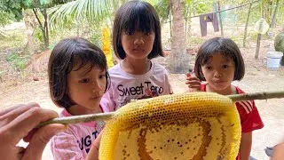 Unbelievable Found Bee Nest In The small Forest!
