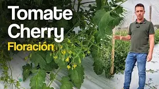 Mejorar floraci&oacute;n en cultivo de Tomate Cherry en el sur de Espa&ntilde;a