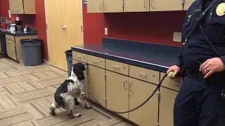 Narcotics Search Dog at Work
