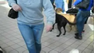 Milwaukee Admirals Pedigree Dog Day 2012 - Walking in the Concourse 2