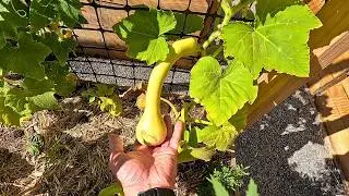 My Small Backyard Garden - Day 81
