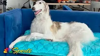 The National Dog Show's bougie Borzoi | NBC Sports