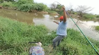 Incredible Catch 3 Different Species Rohu fish & Big Catfish & Tilapia Catching in Village Stream