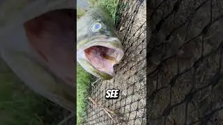 Dead bass 🪦 #fyp #fish #fishing #bass #shorts