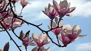 Jimmy Fontanez & Doug Maxwell -  Urban Lullaby