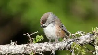 Boreal Chickadee in the Maine Boreal Forest