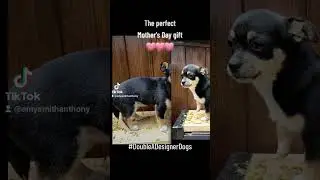 Tricolored CKC registered purebred chihuahua for sale in Cassville, PA #DoubleADesignerDogs