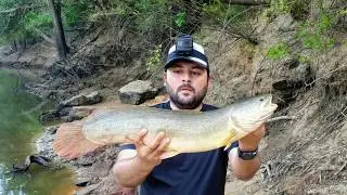 Bowfin fishing with live bait