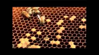 The Real Life of Social Insects