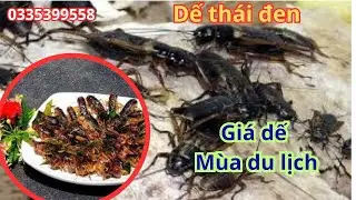 Gi&aacute; trứng dế đen m&ugrave;a du lịch