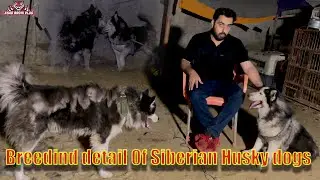 Siberian Husky Dogs breeding information (Asad Brohi vlog)