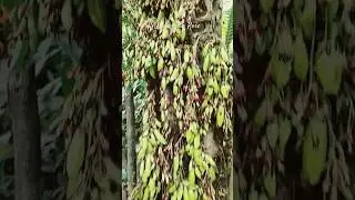 Antioxidant, Anti-inflammatory & Antimicrobial Averrhoa Bilimbi Fruit #kamias