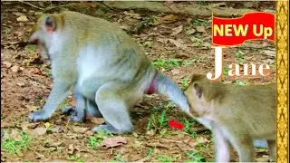 Jane monkey things to do Now but Loni monkey such Jane born new baby