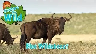 Blue Wildebeest on Explore the Wild