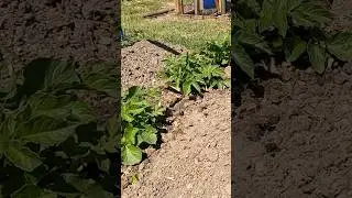 Chitting and Planting Potatoes