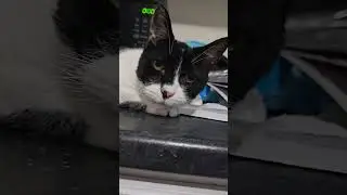 Skittles Blocks the Microwave