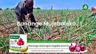 EP 09: When to Harvest Onions | Signs of Maturity